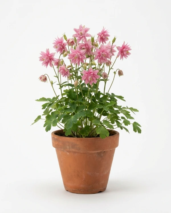 Akleja — Aquilegia vulgaris stellata 'Rose Barlow'