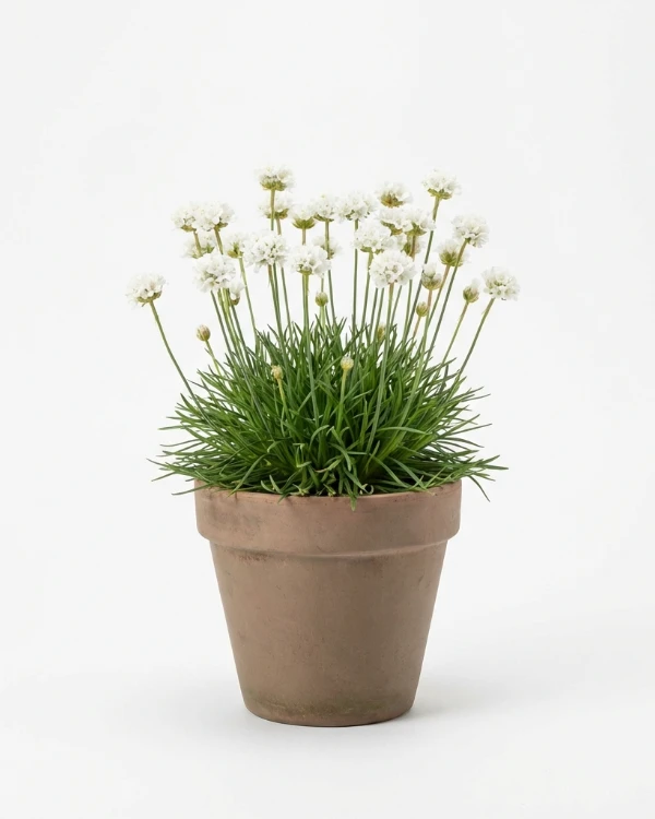 Strandtrift — Armeria maritima 'Alba'