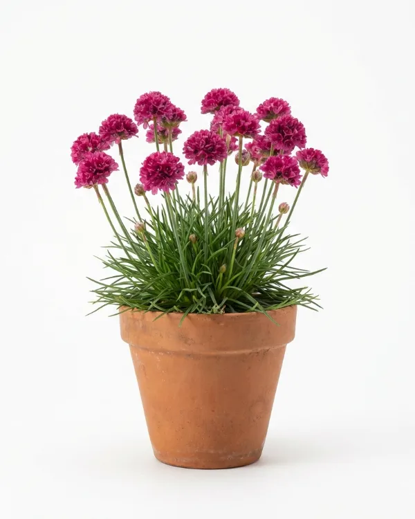 Strandtrift — Armeria maritima 'Splendens'