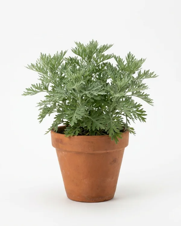 Åbrodd — Artemisia abrotanum 'Predikoväcka' G.K.