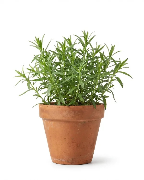 Fransk dragon — Artemisia dracunculus