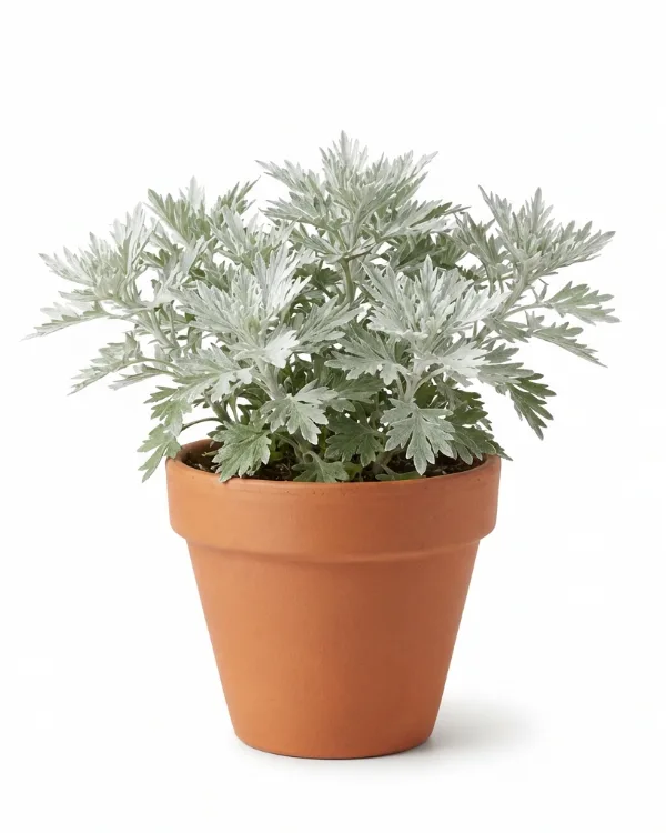 Vitmalört — Artemisia ludoviciana 'Silver Queen'