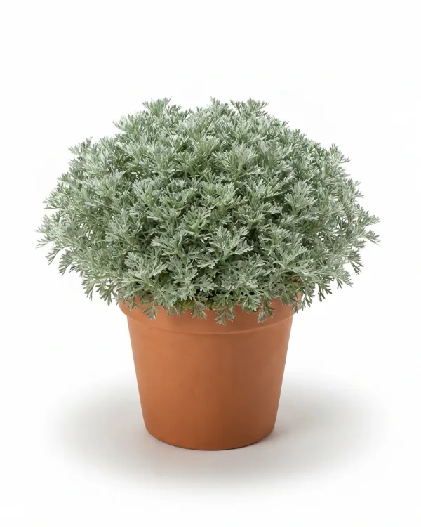 Krypmalört — Artemisia schmidtiana 'Nana'