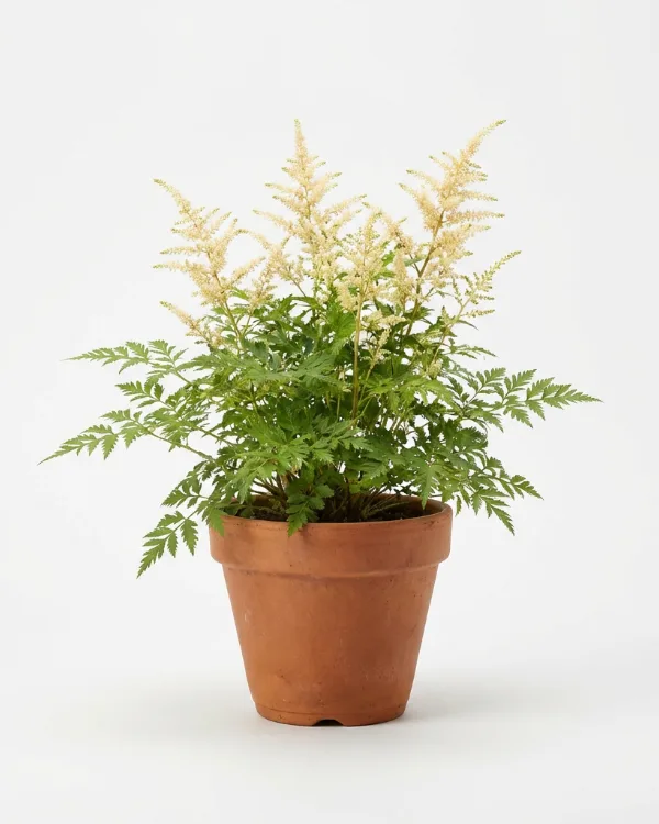 Koreansk plymspirea — Aruncus aethusifolius