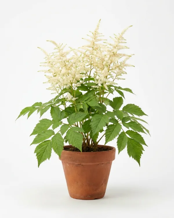 Plymspirea — Aruncus dioicus