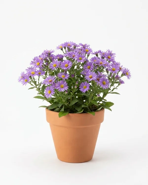 Balsamaster — Aster ageratoides 'Harry Smith'