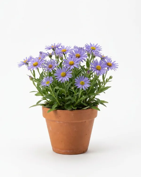 Kokardaster — Aster frikartii 'Mönch'