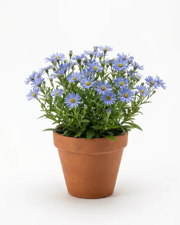 Fjäderaster — Aster incisus 'Blue Star' (Kalimeris)