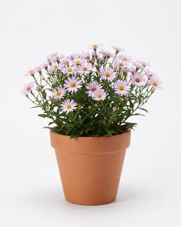 Fjäderaster — Aster incisus 'Madiva' (Kalimeris)
