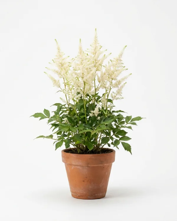 Astilbe — Astilbe Arendsii-Gr. 'Brautschleier'