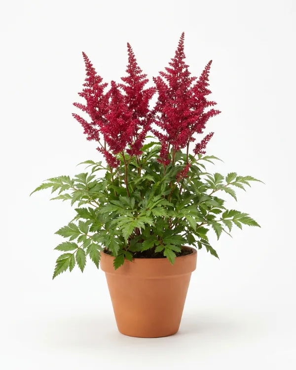 Astilbe — Astilbe Arendsii-Gr. 'Cattleya'  Inkrukad barrot