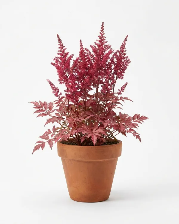 Astilbe — Astilbe Arendsii-Gr. 'Erika'