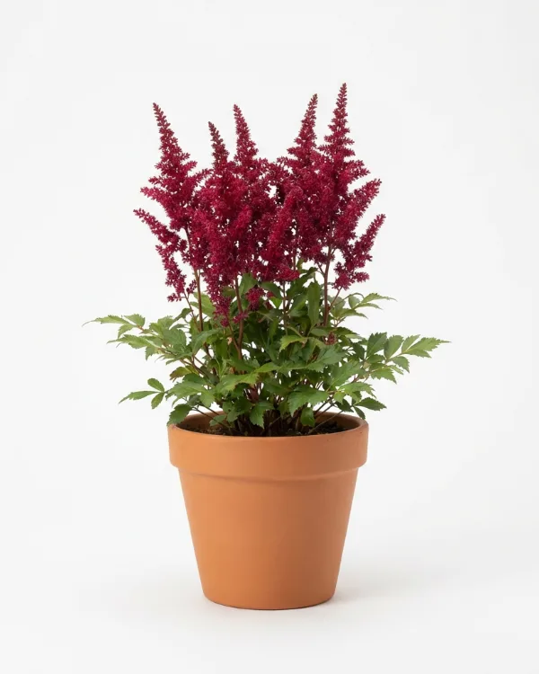 Astilbe — Astilbe Arendsii-Gr. 'Etna'