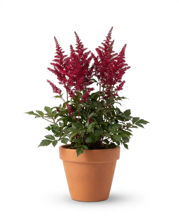 Astilbe — Astilbe Arendsii-Gr. 'Fanal'