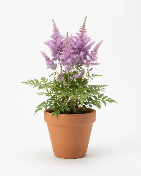 Dvärgastilbe — Astilbe chinensis 'Pumila'