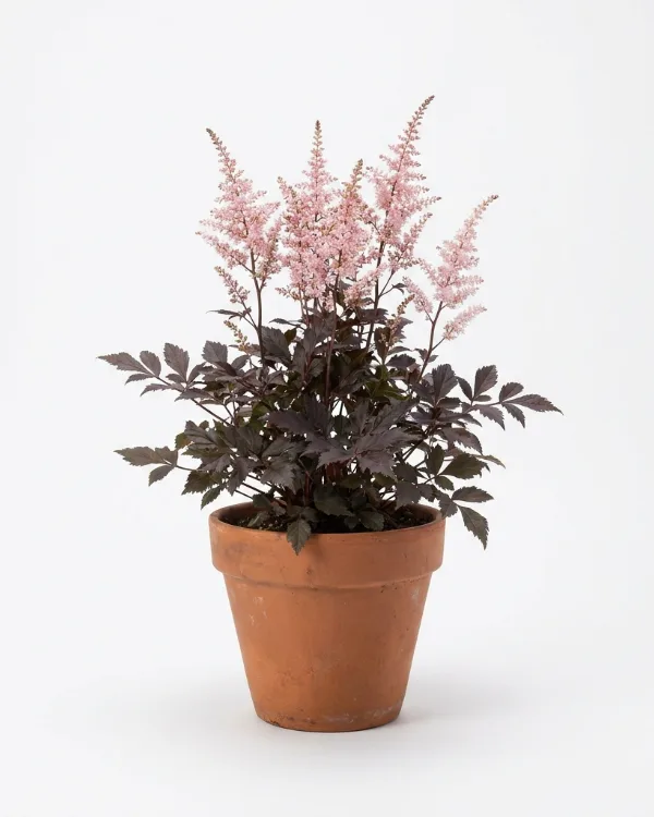 Plymastilbe — Astilbe 'Chocolate Shogun'