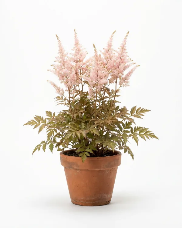 Fjäderastilbe — Astilbe Simplicifolia-Gr. 'Sprite'