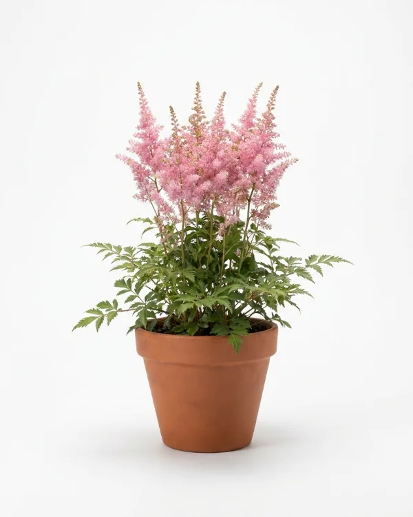 Fjäderastilbe — Astilbe Simplicifolia-Gr.'Sprite'