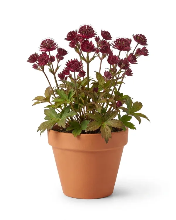 Stjärnflocka — Astrantia 'Buckland'