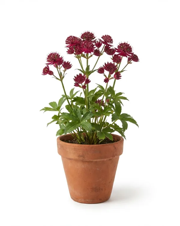 Stjärnflocka — Astrantia major 'Claret'