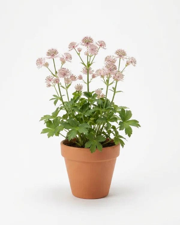 Stjärnflocka — Astrantia major 'Florence'