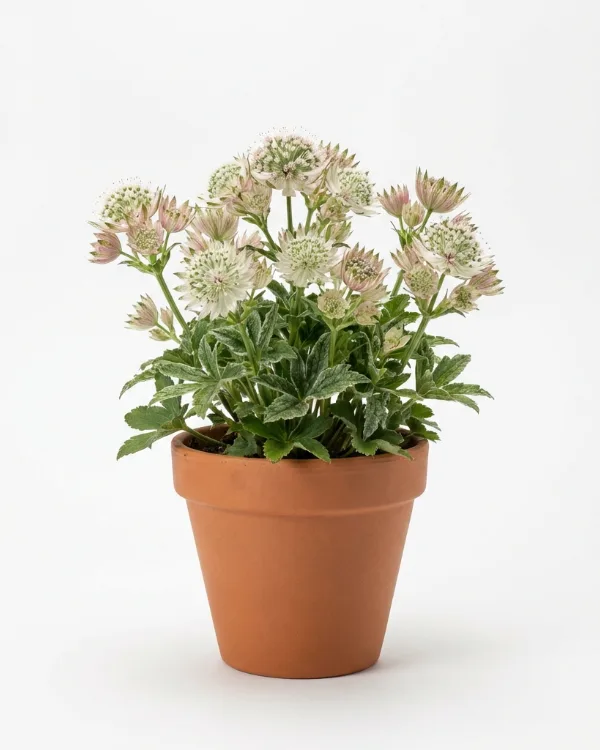 Svepestjärnflocka — Astrantia major involucrata 'Shaggy'