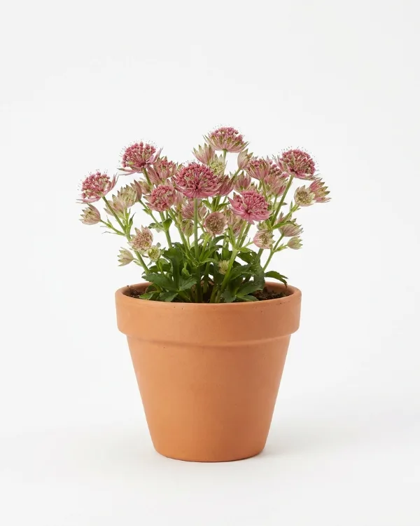 Stjärnflocka — Astrantia major 'Lilla Mickelgårds' G.K.
