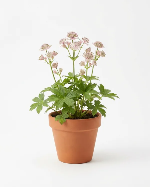 Stjärnflocka — Astrantia major