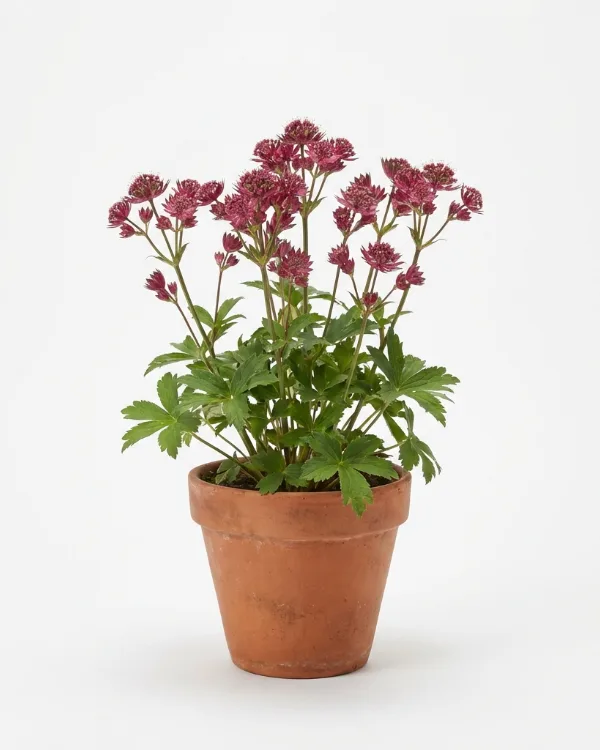 Stjärnflocka — Astrantia major 'Roma'