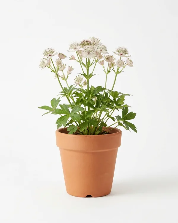 Stjärnflocka — Astrantia major 'Star of Billion'