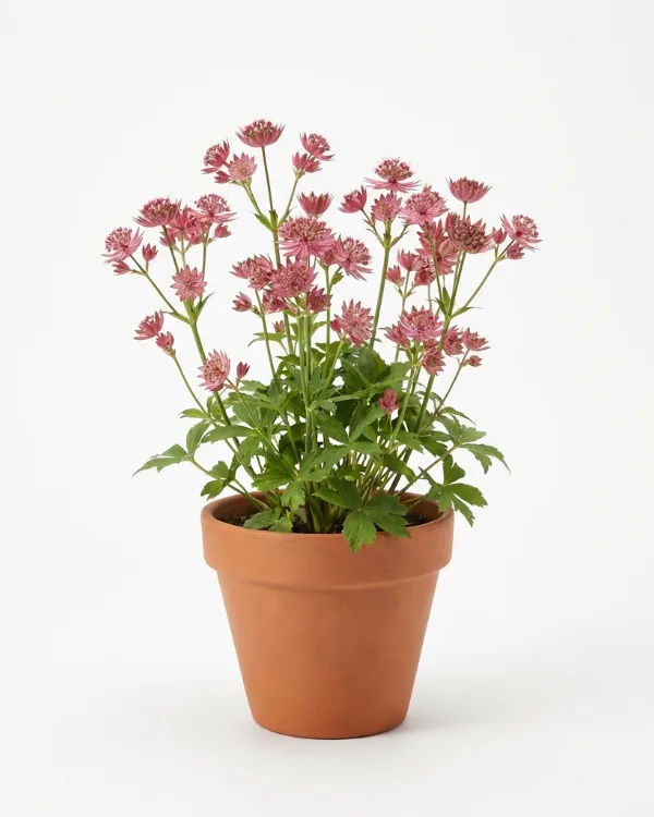 Stjärnflocka — Astrantia major 'Star of Love'