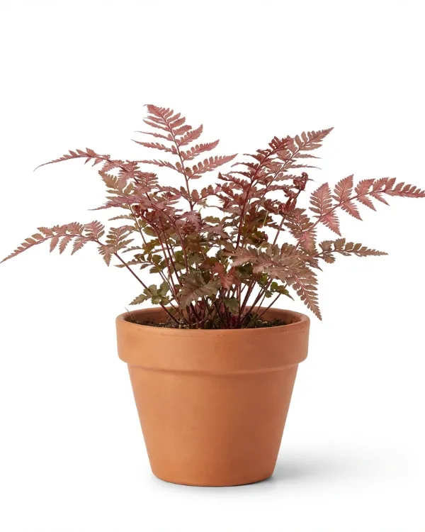 Majbräken — Athyrium filix-femina 'Lady in Red'