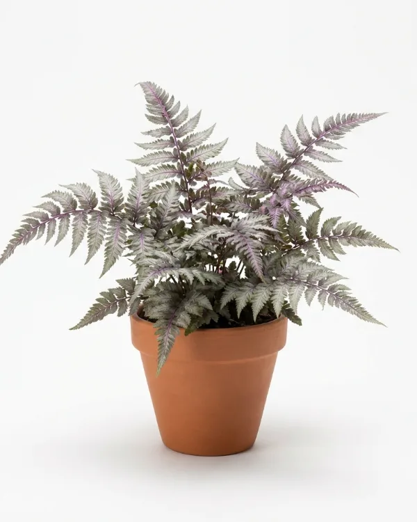 Regnbågsbräken — Athyrium niponicum 'Pictum'