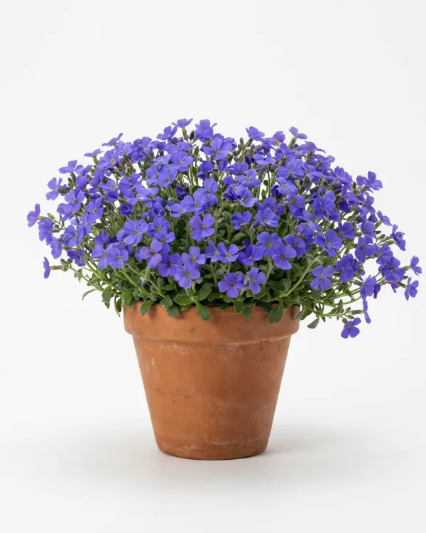 Aubrietia — Aubrieta cultorum 'Blaumeise'