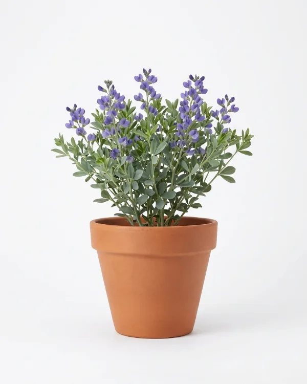 Färgväppling — Baptisia australis