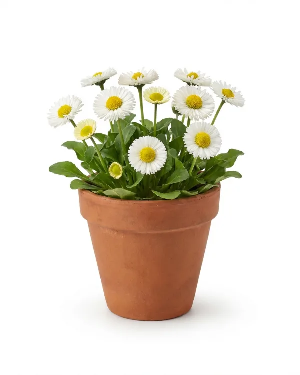 Tusensköna — Bellis perennis