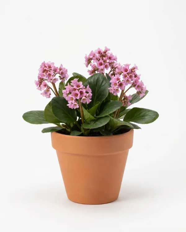 Hjärtbergernia — Bergenia 'Baby Doll'