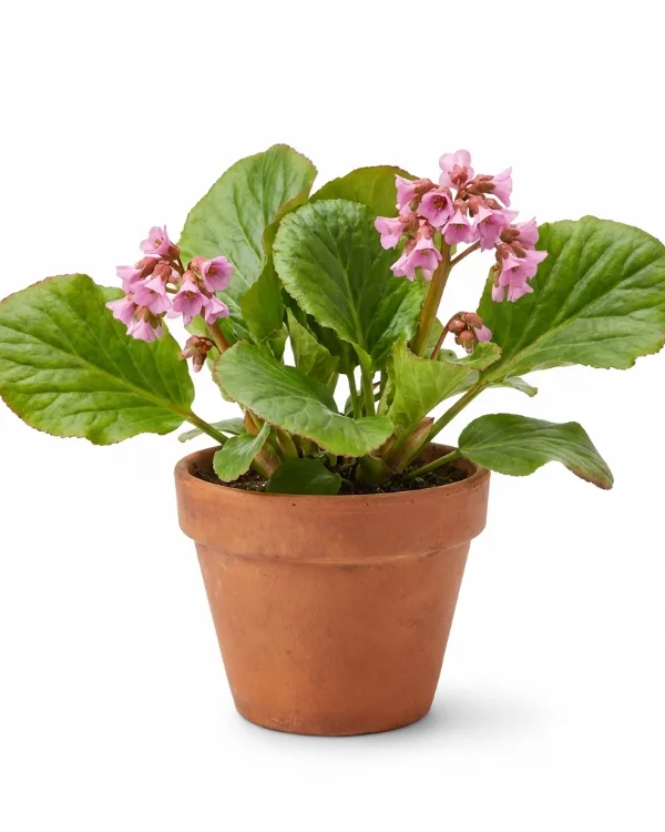 Hjärtbergenia — Bergenia 'Bach'