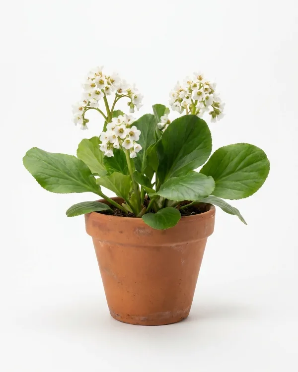 Hjärtbergenia — Bergenia 'Bressingham White'