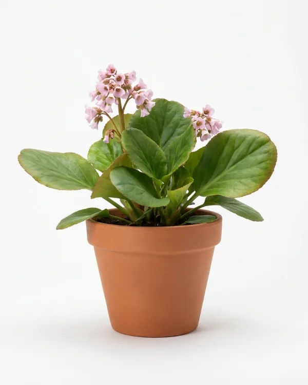 Hjärtbergenia — Bergenia cordifolia 'Möja' G.K.