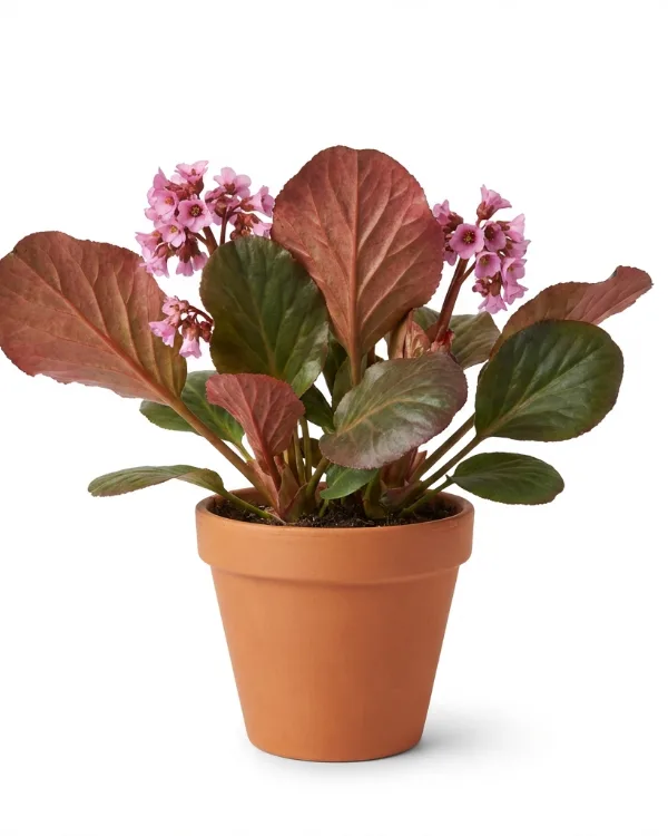 Hjärtbergenia — Bergenia cordifolia 'Vinterglöd'