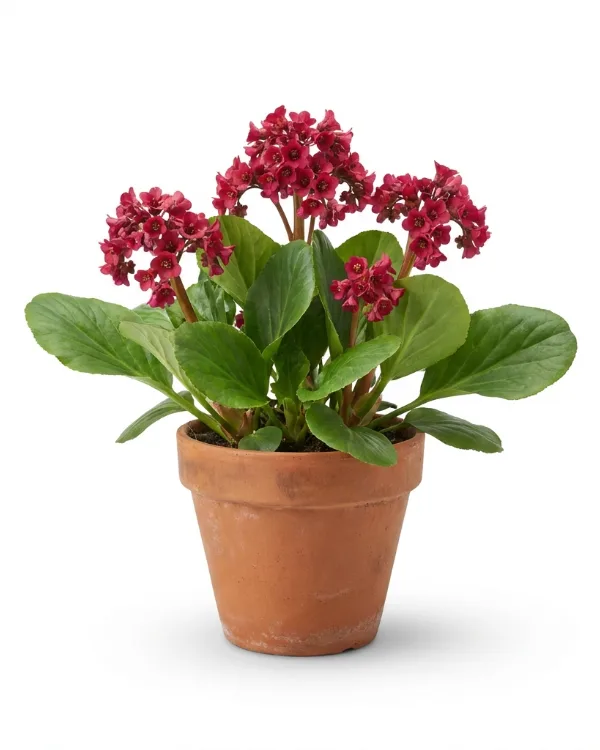 Hjärtbergenia — Bergenia 'Rotblum'