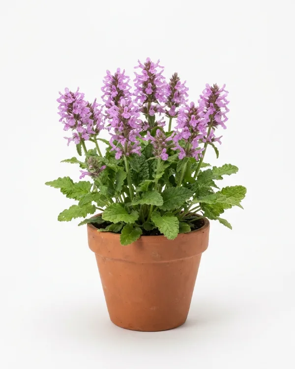 Axbetonika — Betonica hirsuta 'Hummelo'