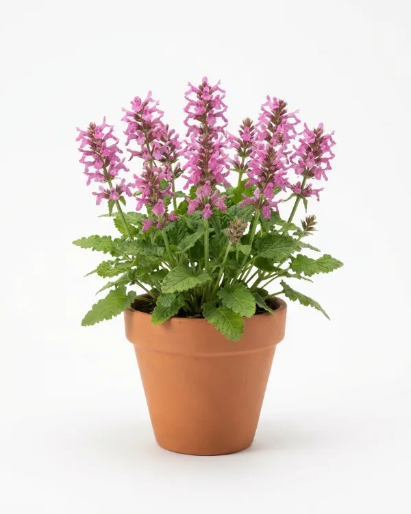 Praktbetonika — Betonica macrantha 'Superba'