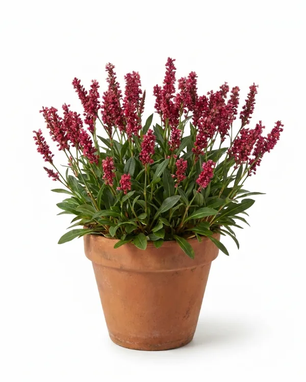 Bergormrot — Bistorta affinis 'Darjeeling Red'