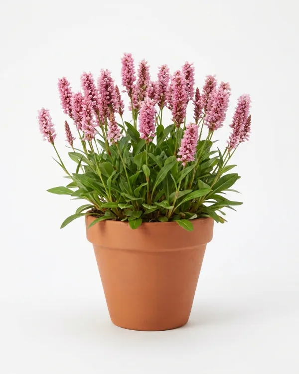 Bergormrot — Bistorta affinis 'Superba'