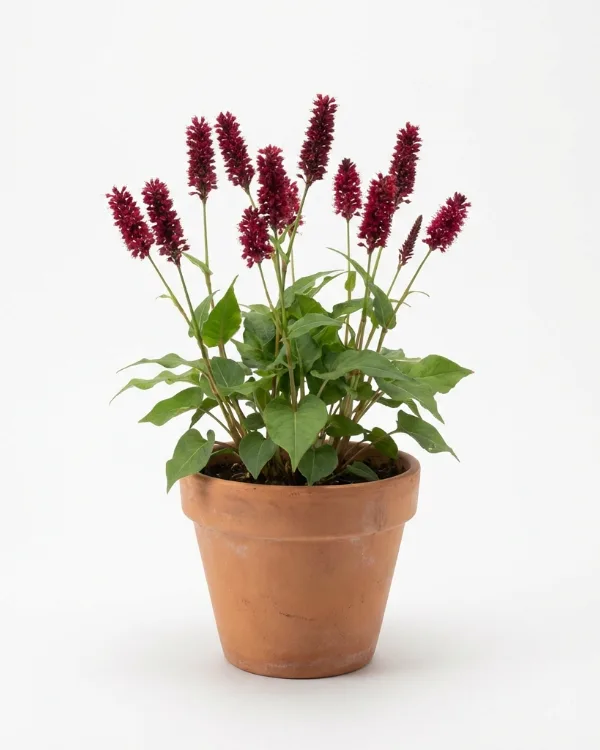 Blodormrot — Bistorta amplexicaulis 'Blackfield'