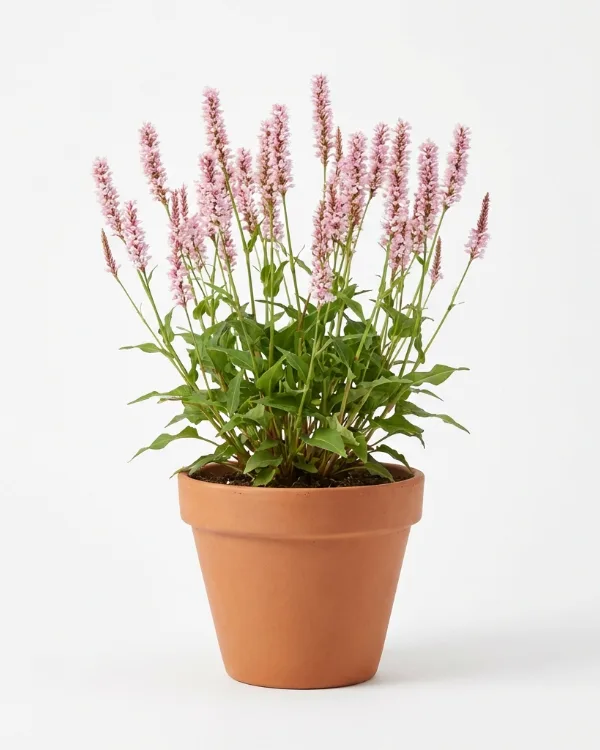 Blodormrot — Bistorta amplexicaulis 'Rosea'