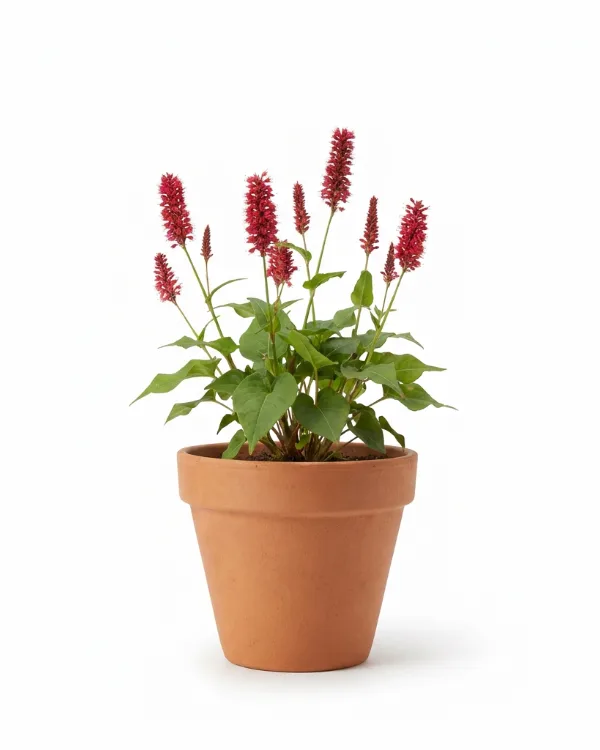 Blodormrot — Bistorta amplexicaulis 'Speciosa'