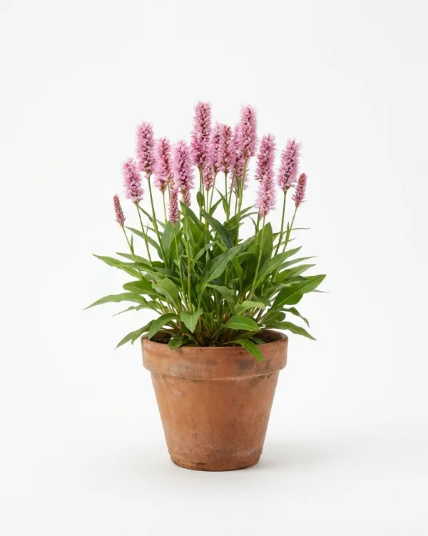 Stor ormrot — Bistorta officinalis 'Superba'